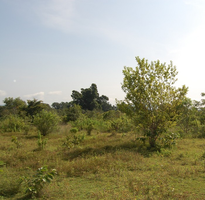 West view  from  the Confluence Point