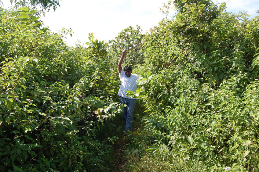 Anil Dhir hacking his way thru the undergrowth