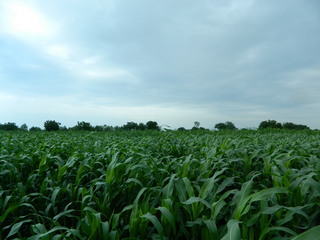#1: Pic from DCP #1 facing North