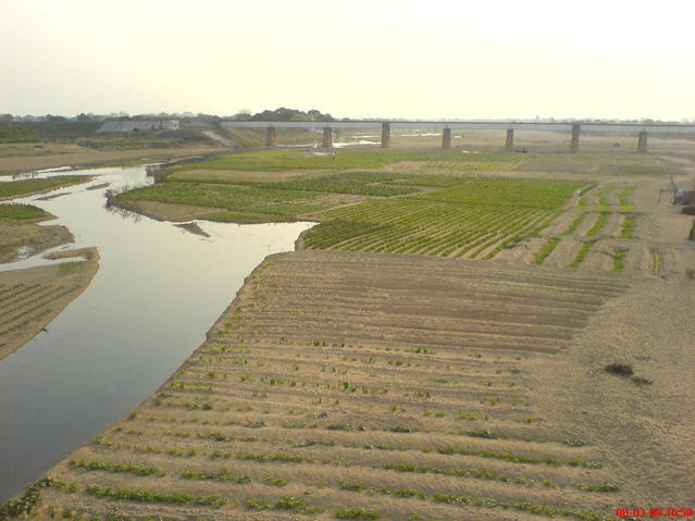 Crops growing in the river bed will need to be harvested befor the monsoon arrives