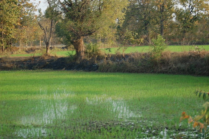 Nearby rice paddy