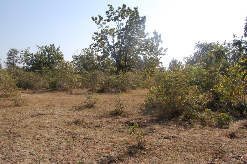 Southern View from the Confluence Point