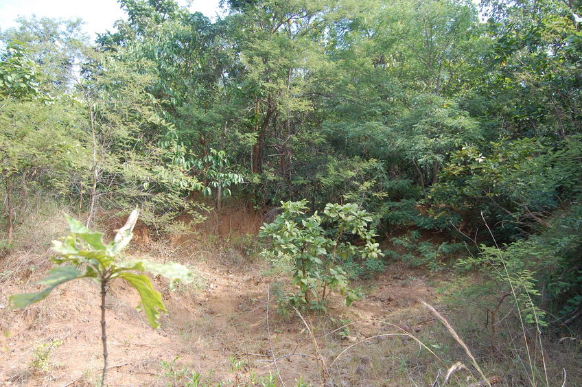 Eastern view  from the Confluence Point