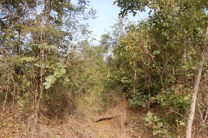 Northern view of the Confluence Point 