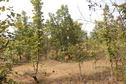 #3: View  of  the West of the Confluence Point 