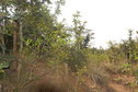 #5: Southern View from the Confluence Point