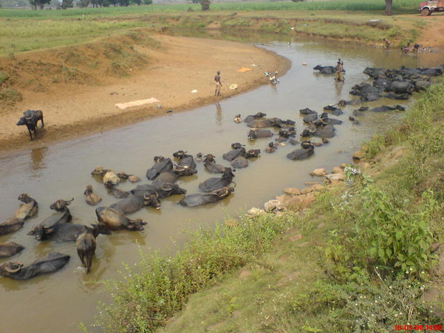 Buffalo keeping cool