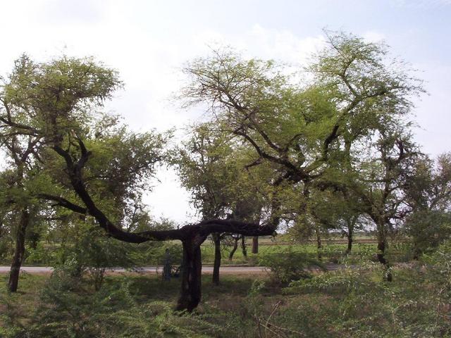 A distinctive tree about 200m from the confluence.