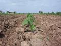 #7: Cotton plants in the field