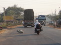 #10: Home from the point - cows, buses, trucks and cars all have priority over motorbikes