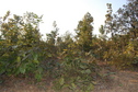 #3: View  of  the West of the Confluence Point 