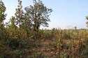 #4: Northern view of the Confluence Point 