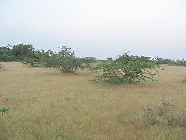 Viewing South of confluence - 23°N 70°E