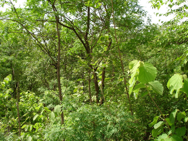 North As Seen From The Confluence Point