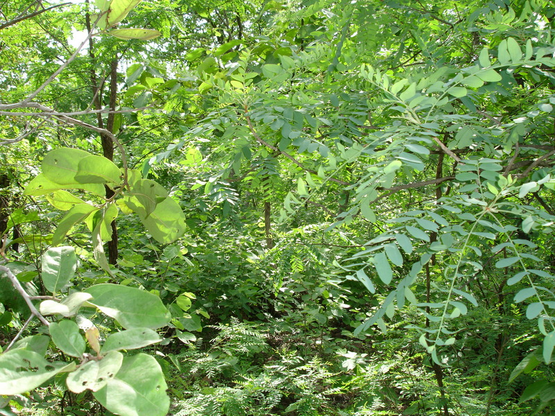 West As Seen From The Confluence Point