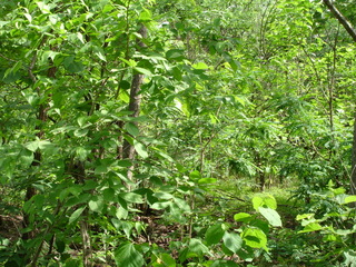 #1: View of The Confluence Point