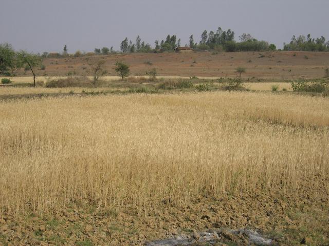 View from the confluence showing the nearby wheatfields and houses