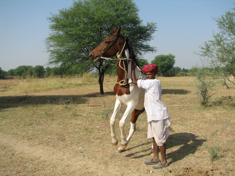 Veejay's father and his dancing horse.