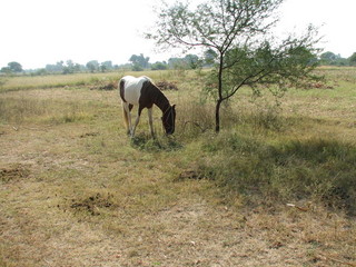 #1: A horse eating grass a few meters from the confluence point.