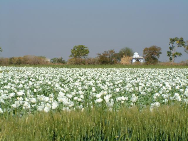 Corn and poppy near the temple