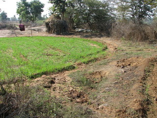 #1: View of the confluence farm land, with the nearby hut.