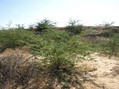 #3: View From Confluence To The South