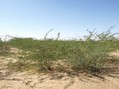 #4: View From Confluence To The West