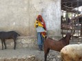 #6: Confluence's Nearest Neighbor: A Woman & Her Goats