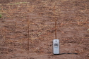 #10: The mystery dry stems standing parallel, we found at the Confluence