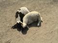 #10: Sheep