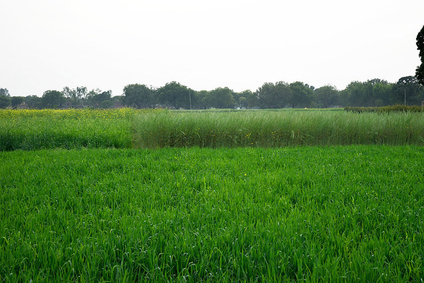 The Confluence (where the shorter crop in the foreground - wheat - meets the taller crop - mustard - in the background and view to the South