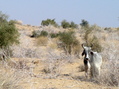 #4: A cow near the confluence