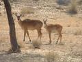 #7: Two antelopes