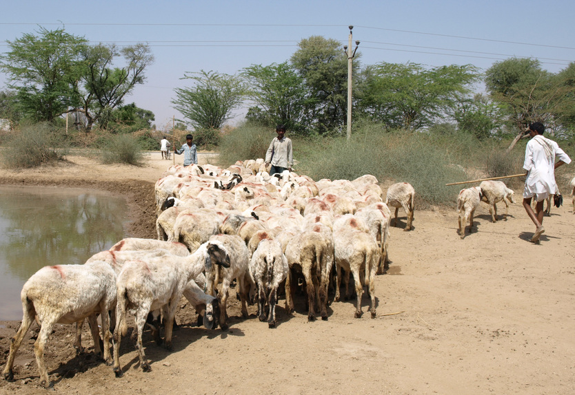 Goatherds With Goats