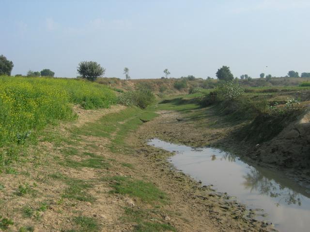 Peacocks crossing the riverbed