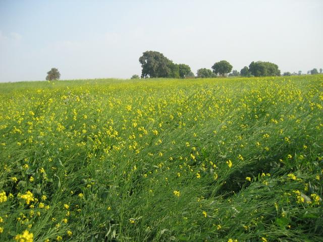 Mustard fields near the confluence