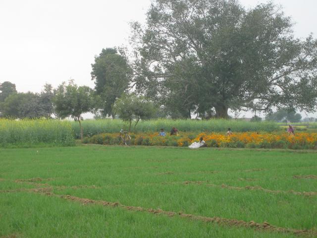 Marigold fields near the confluence