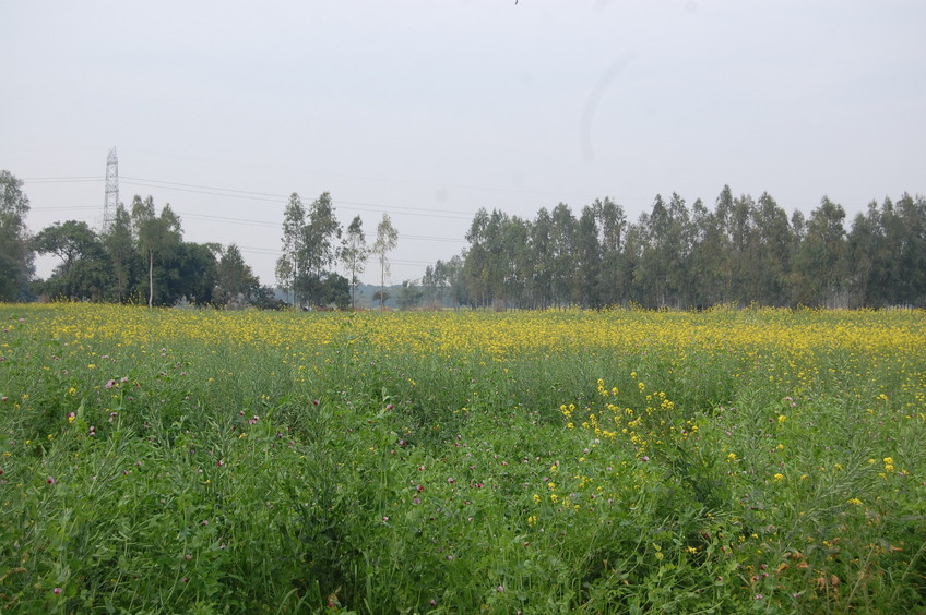 Yellow fields of Mustard