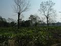 #2: View from confluence looking south (to a tea plantation worker's house)