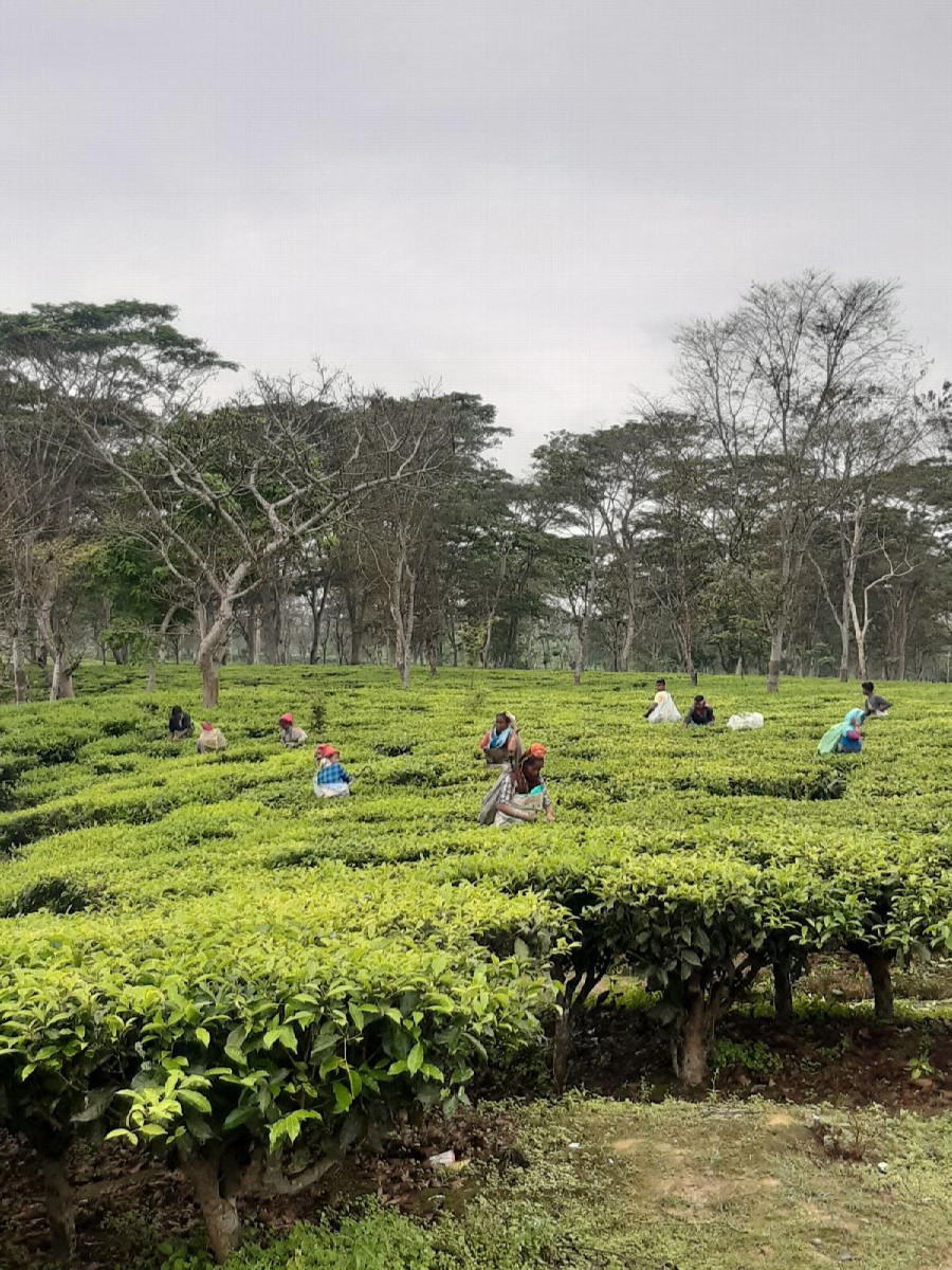 in the tea plantation
