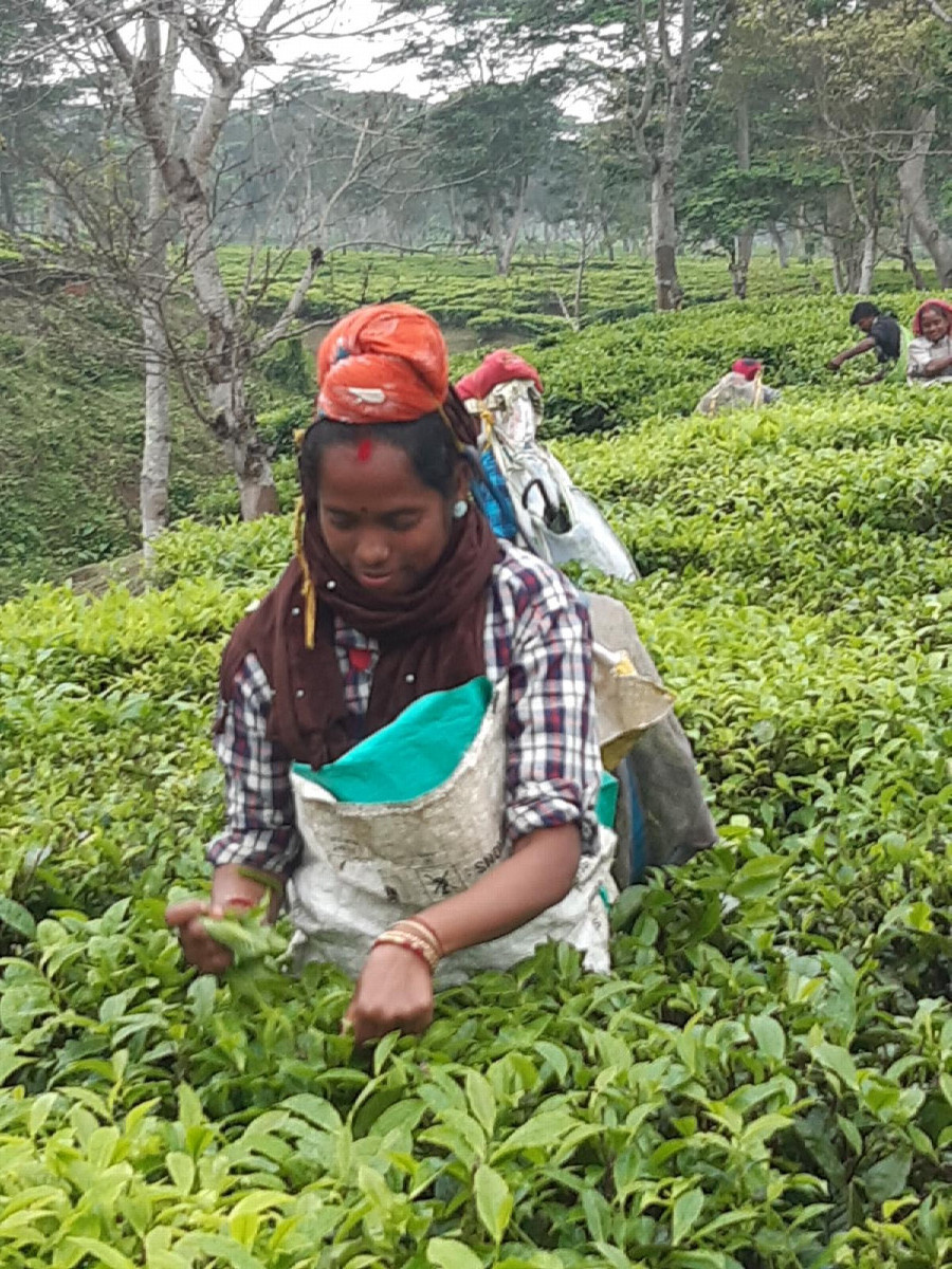 tea picker