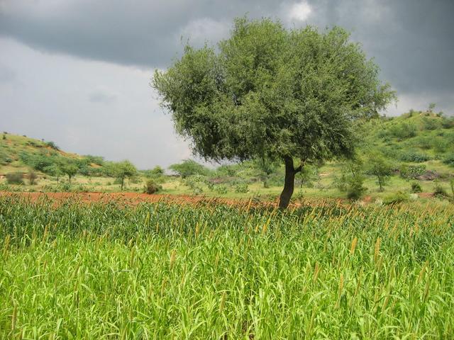 View from the CP, in the Sorghum (jawar) field