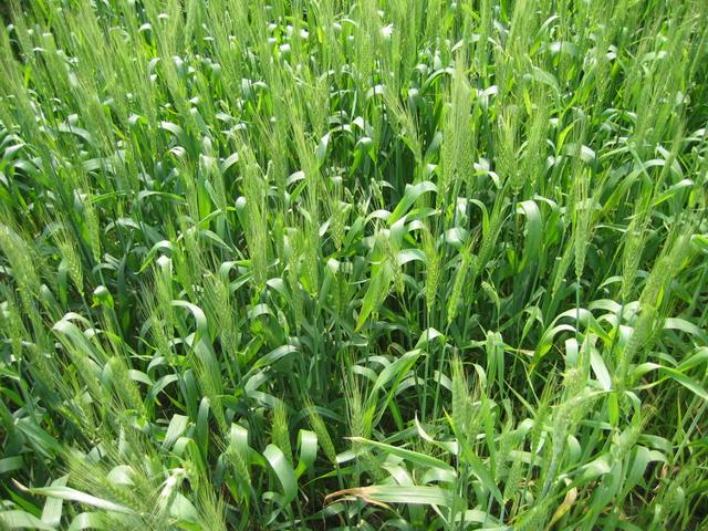 Wheat growing on the confluence site