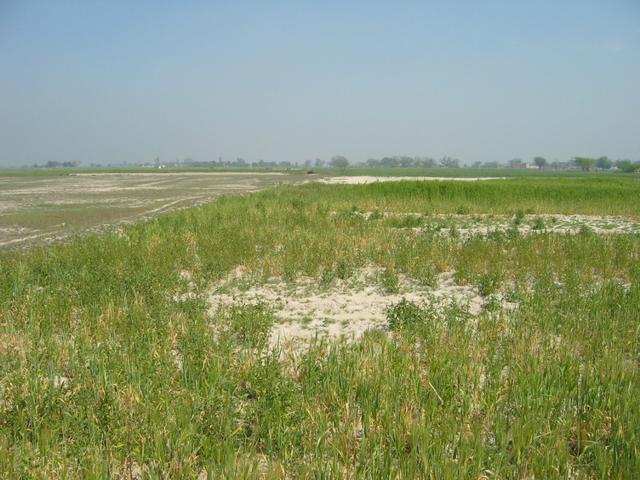 28n78e -- The edge of a wheat field and dried out mud flat.
