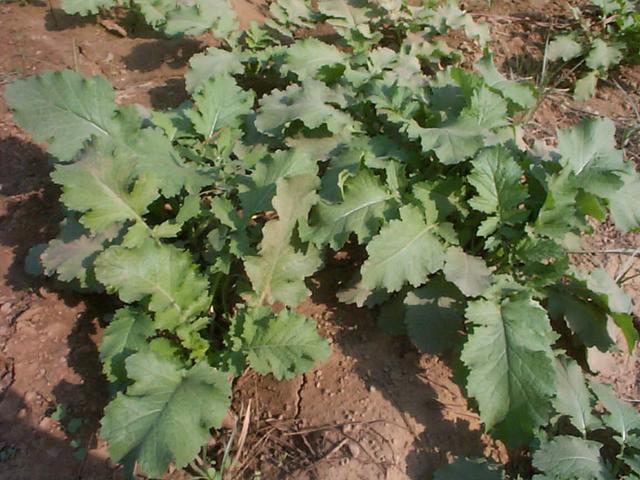 Close up of the plants (mustard?) growing at the confluence