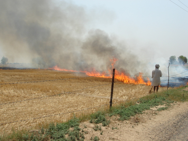Slash-and-burn farming near the confluence