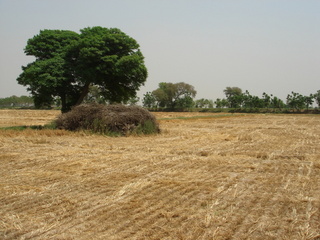 #1: 30N 75E, View of the confluence