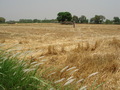 #3: Wheat growing near the CP