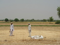 #5: Local wheat farmers were curious about our project.