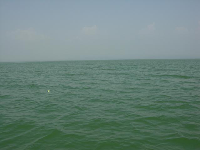 View from the confluence point looking north (west and south look very similar)